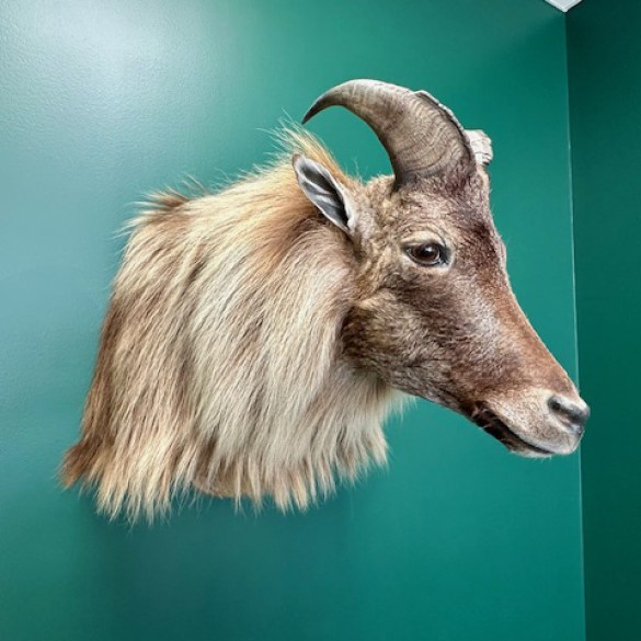 Tahr 1